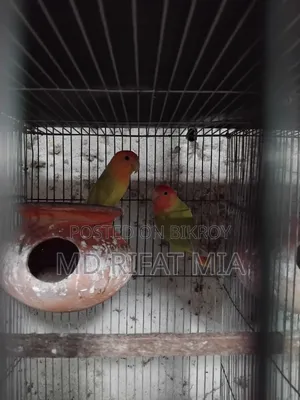 Love Bird Small