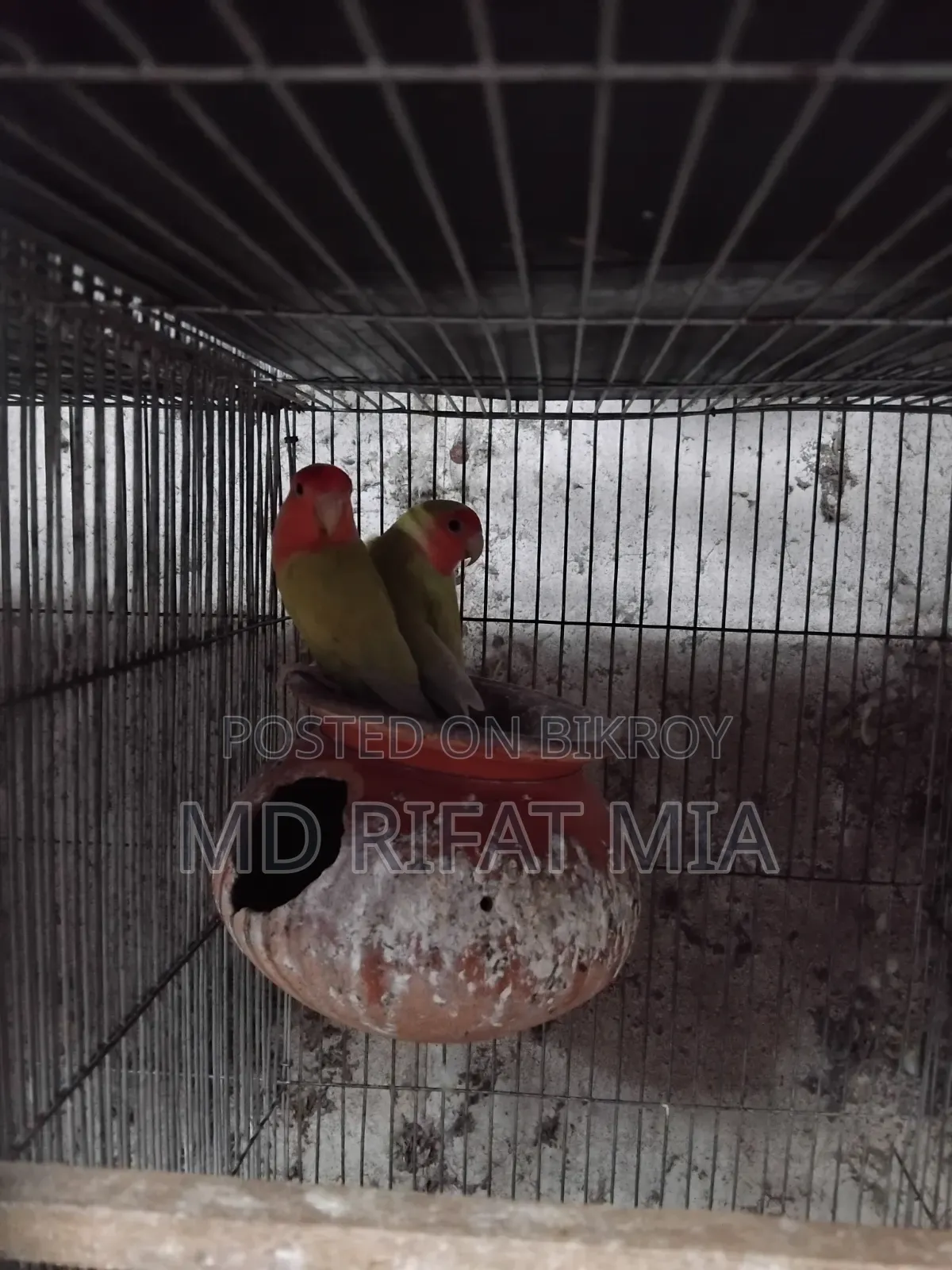 Love Bird Small