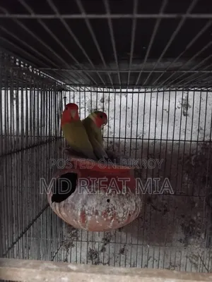 Love Bird Small