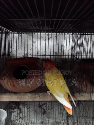 Love Bird Small