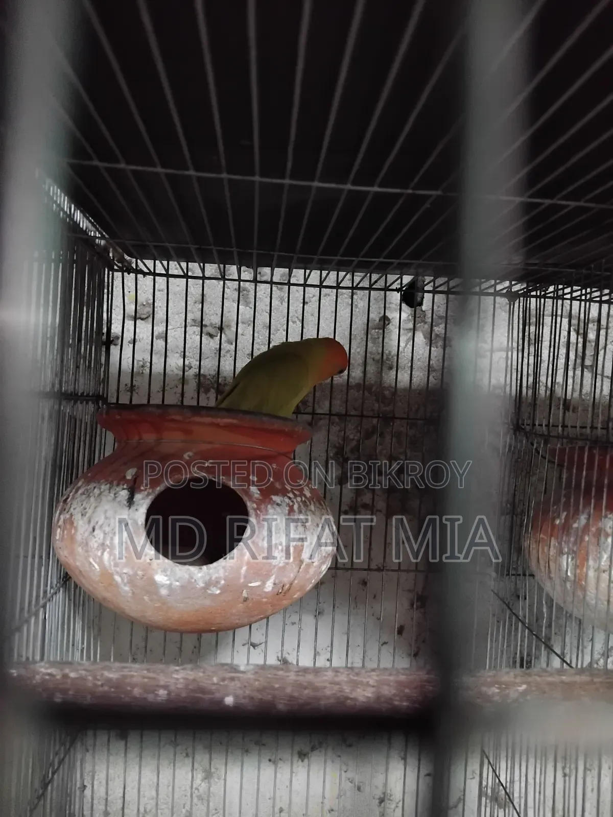 Love Bird Small