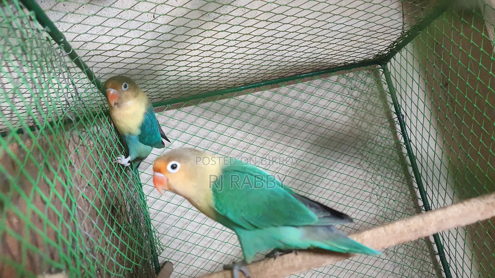 Perblue Opaline Lovebird