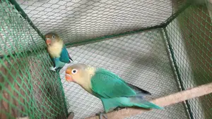 Perblue Opaline Lovebird