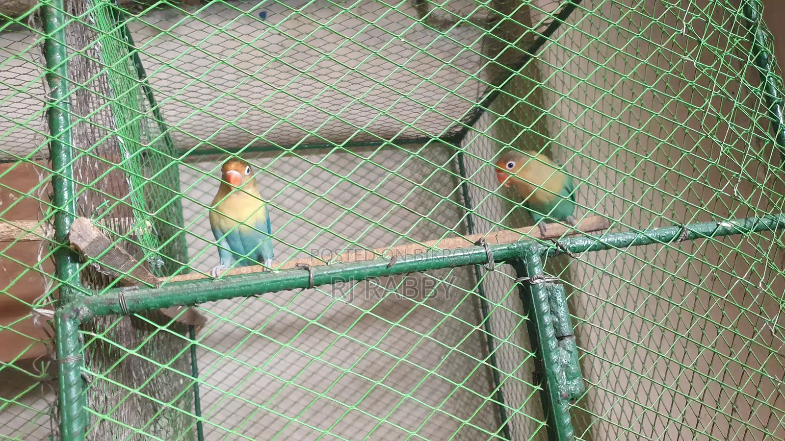 Perblue Opaline Lovebird