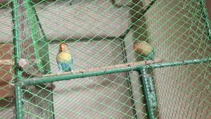 Perblue Opaline Lovebird
