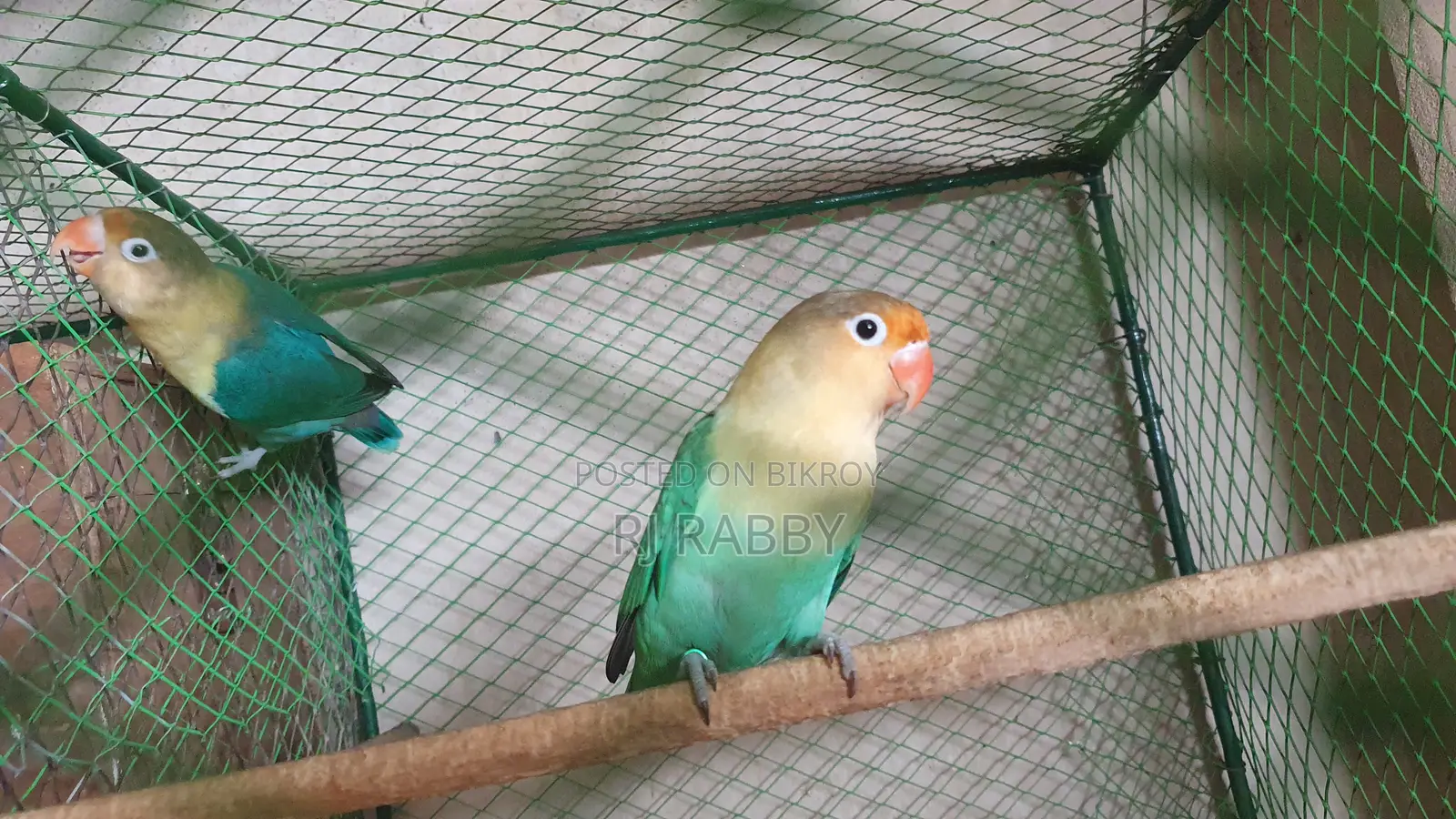 Perblue Opaline Lovebird