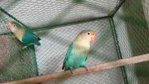 Perblue Opaline Lovebird