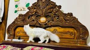 1-3 months Female Purebred Persian