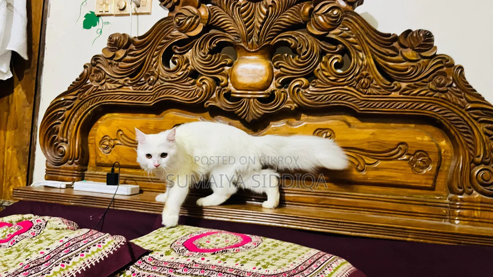 1-3 months Female Purebred Persian