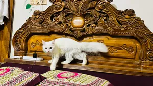 1-3 months Female Purebred Persian
