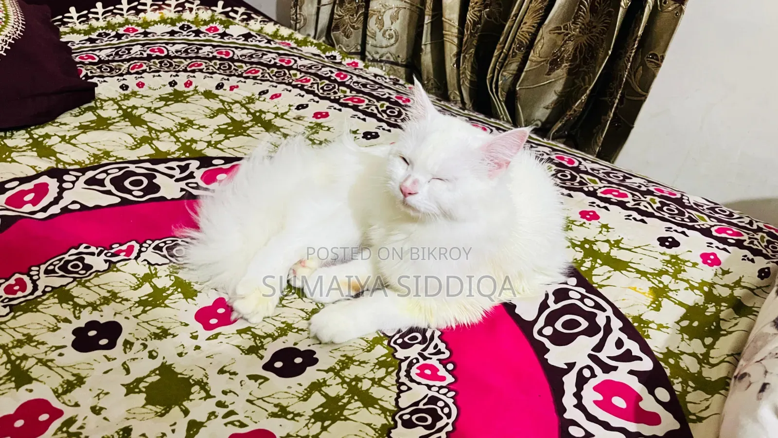 1-3 months Female Purebred Persian