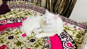 1-3 months Female Purebred Persian