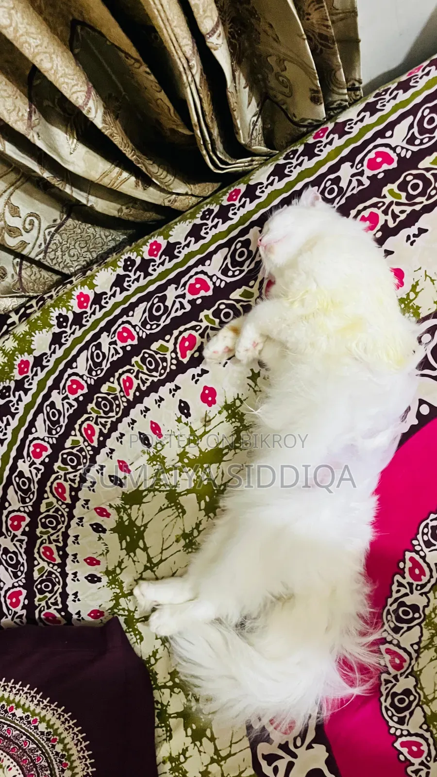 1-3 months Female Purebred Persian
