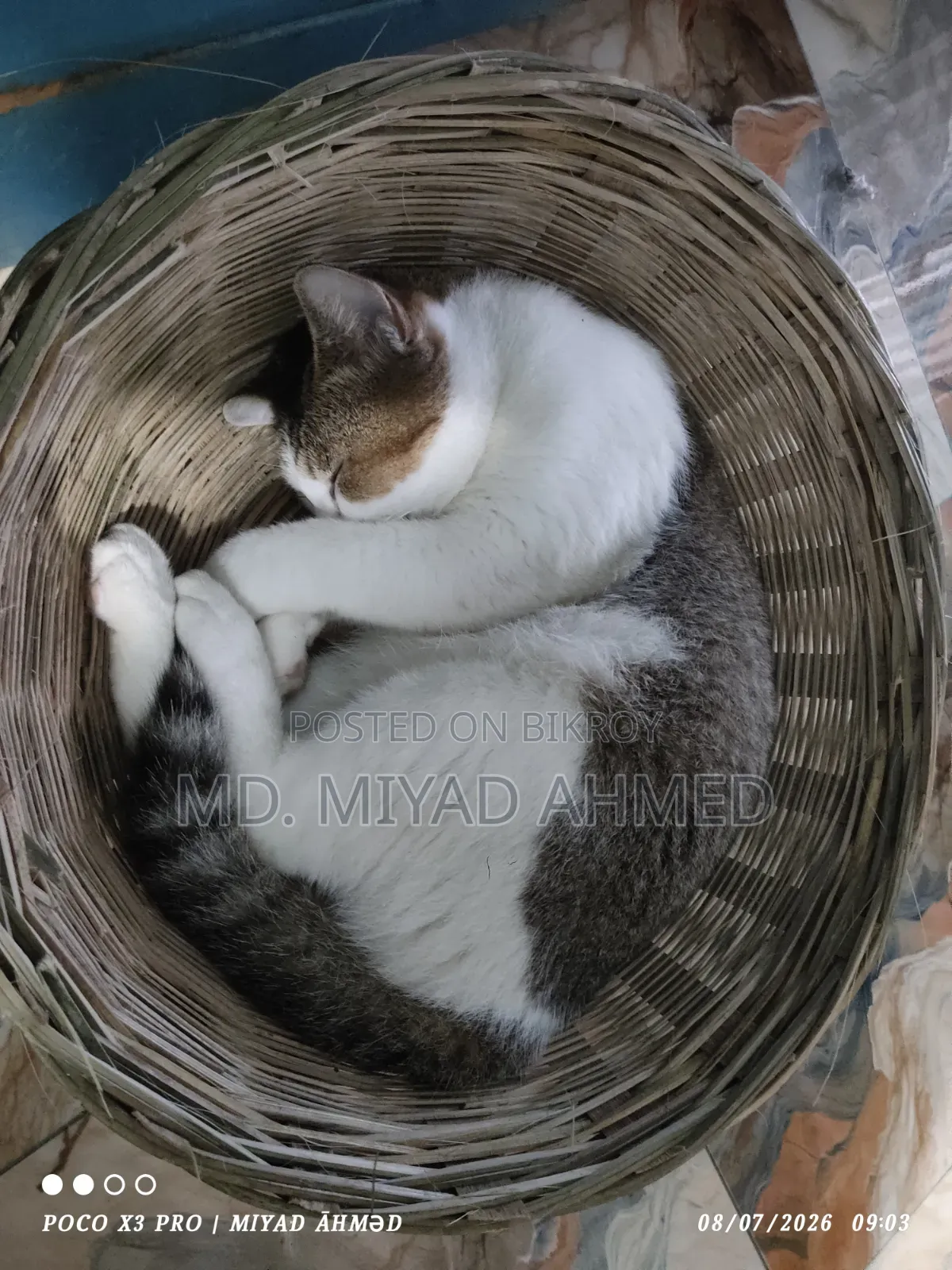6-12 Months Male Mixed Breed Persian