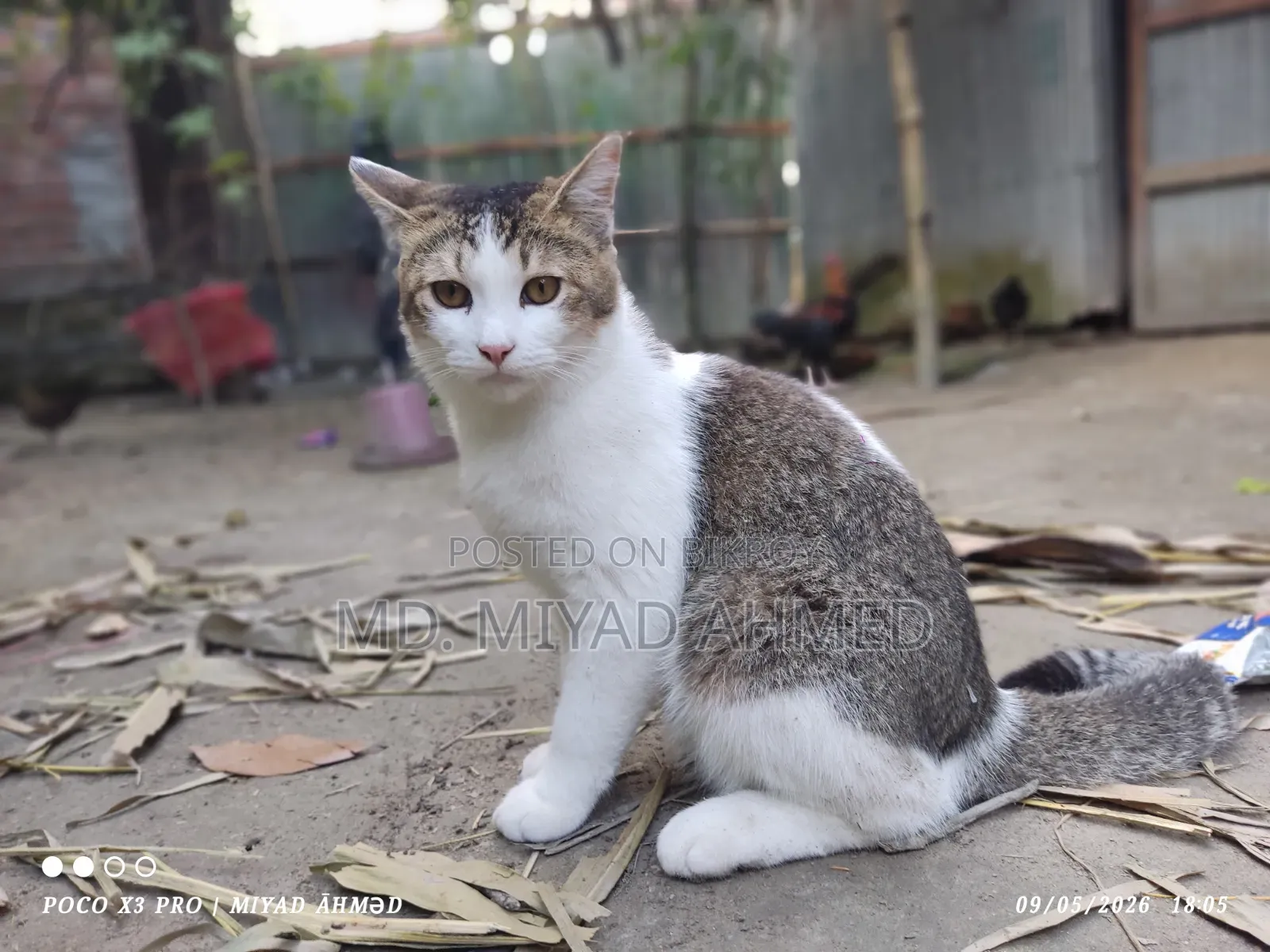 6-12 Months Male Mixed Breed Persian