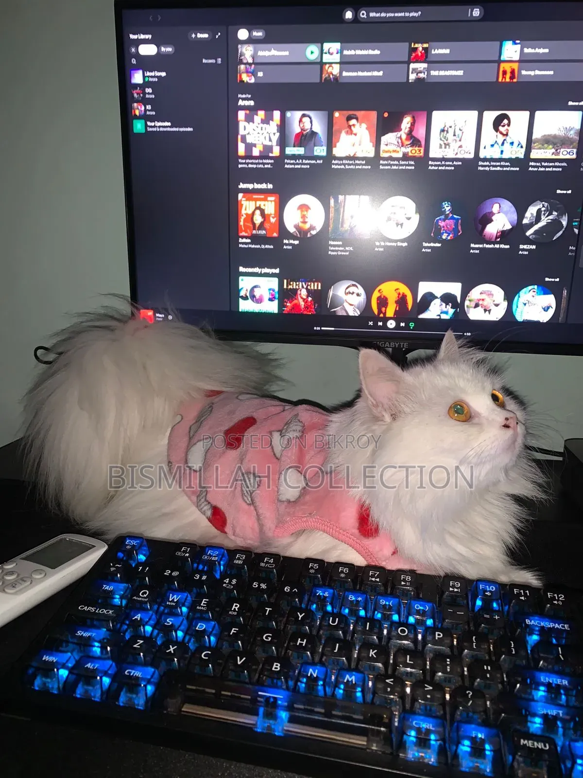 1+ Year Female Purebred Persian