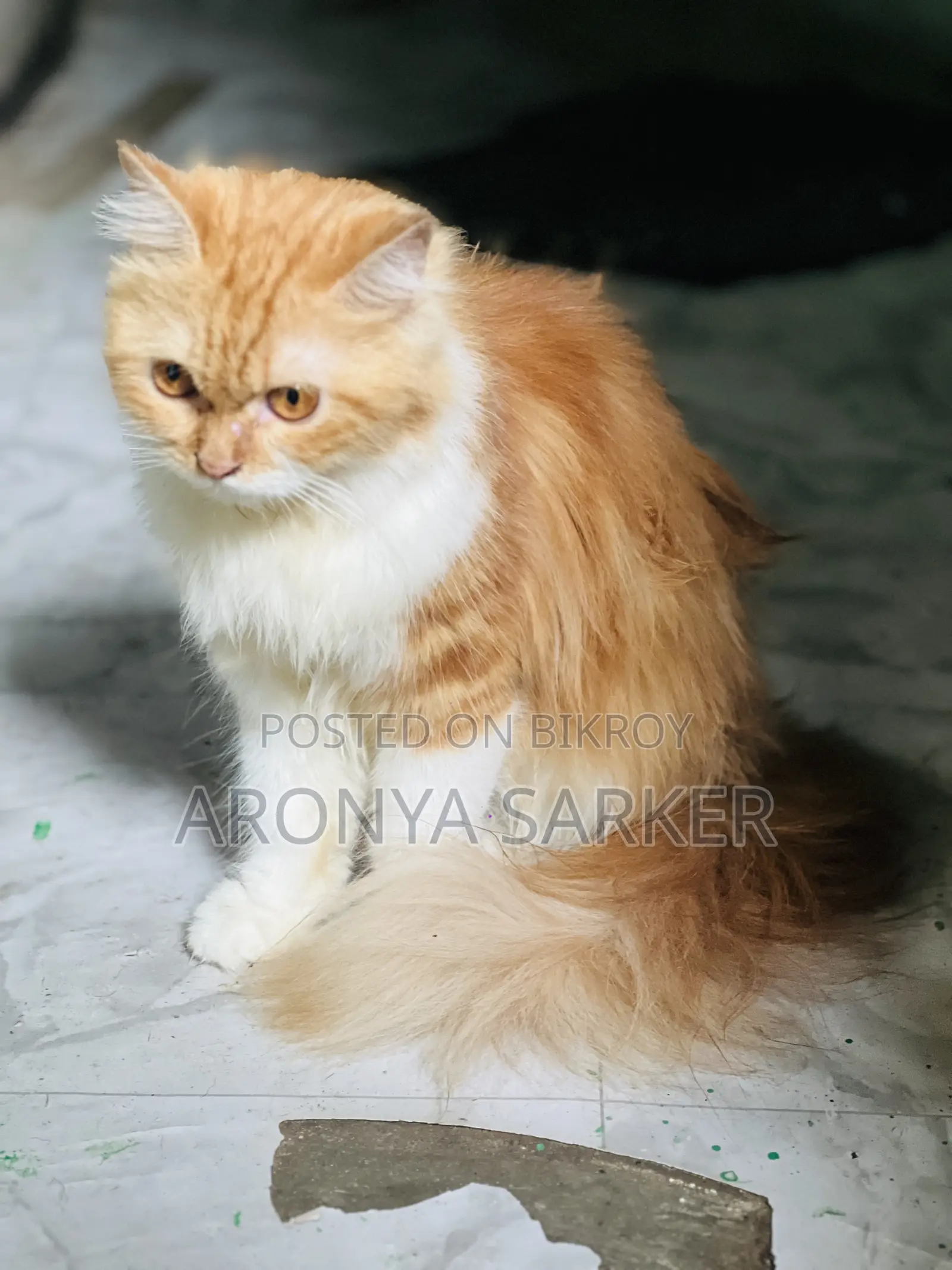 3-6 Months Female Purebred Persian