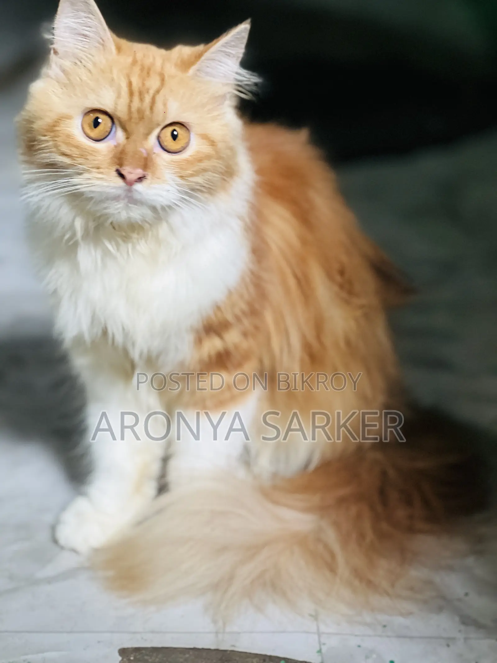 3-6 Months Female Purebred Persian