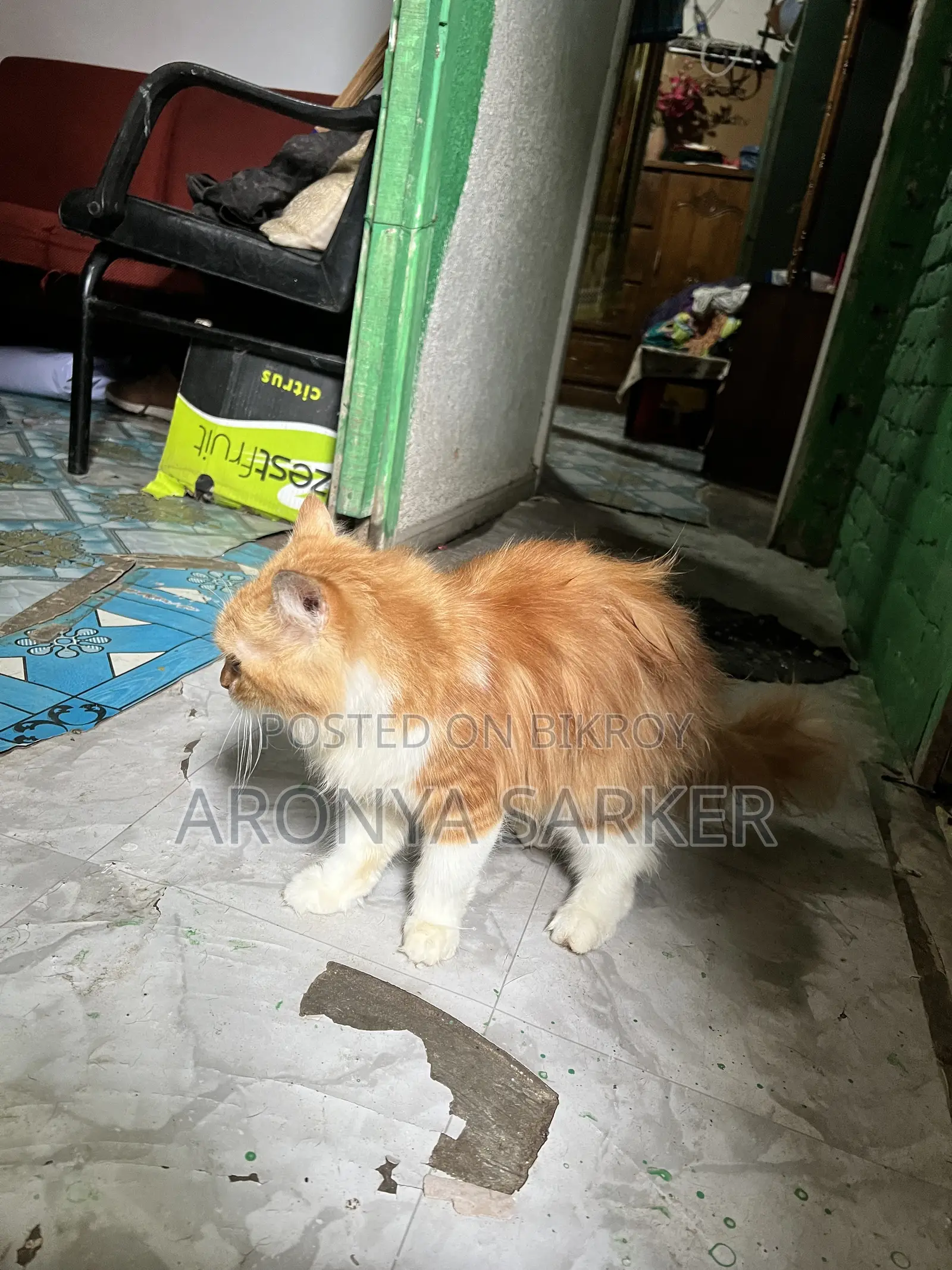 3-6 Months Female Purebred Persian