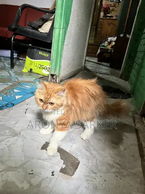 3-6 Months Female Purebred Persian