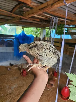 দেশি মুরগি