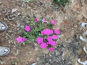 পুর্ব শাপলাবাগে রেডি প্লট বিক্রয়