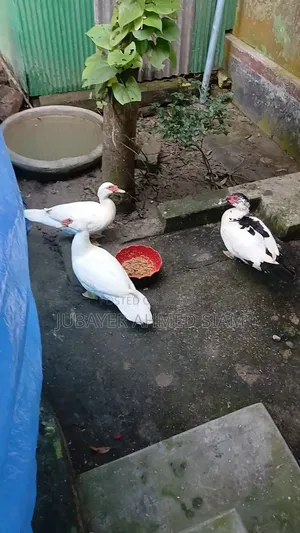 Chinese ducks for sale