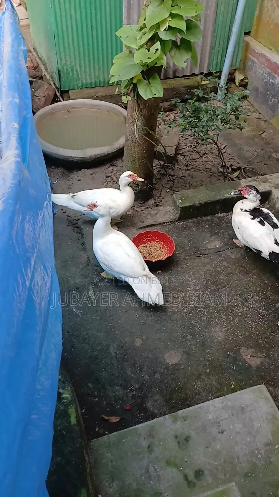 Chinese ducks for sale
