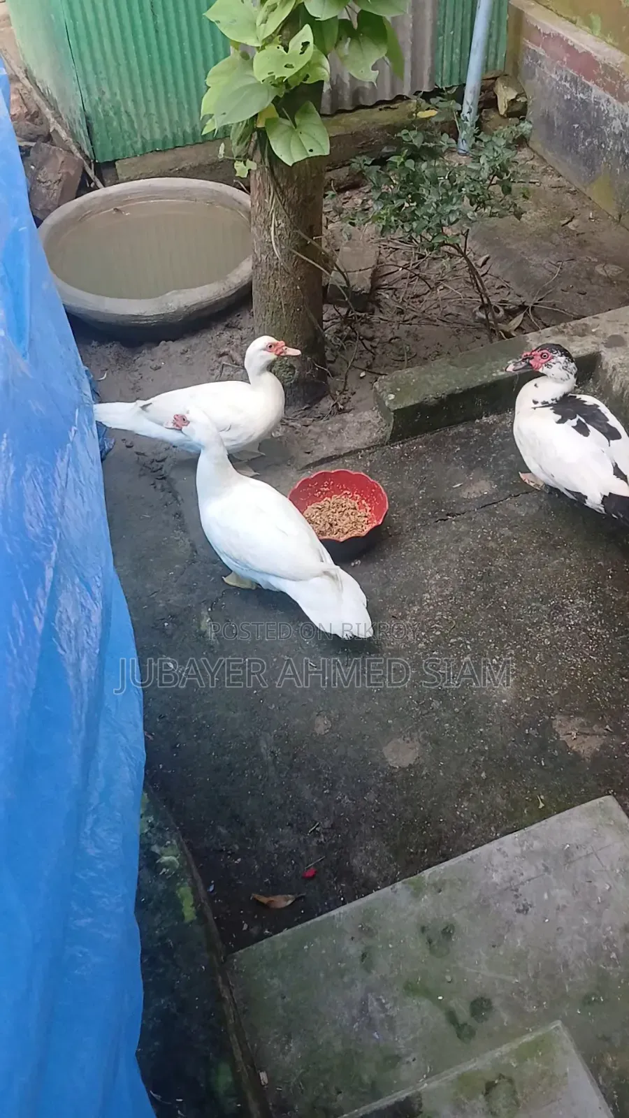 Chinese ducks for sale