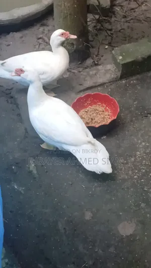 Chinese ducks for sale