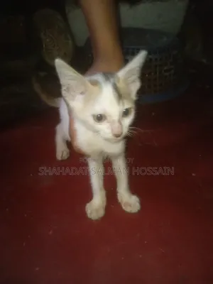 ১-৩ মাস বয়সী পুরুষ পিওরব্রেড বেঙ্গল
