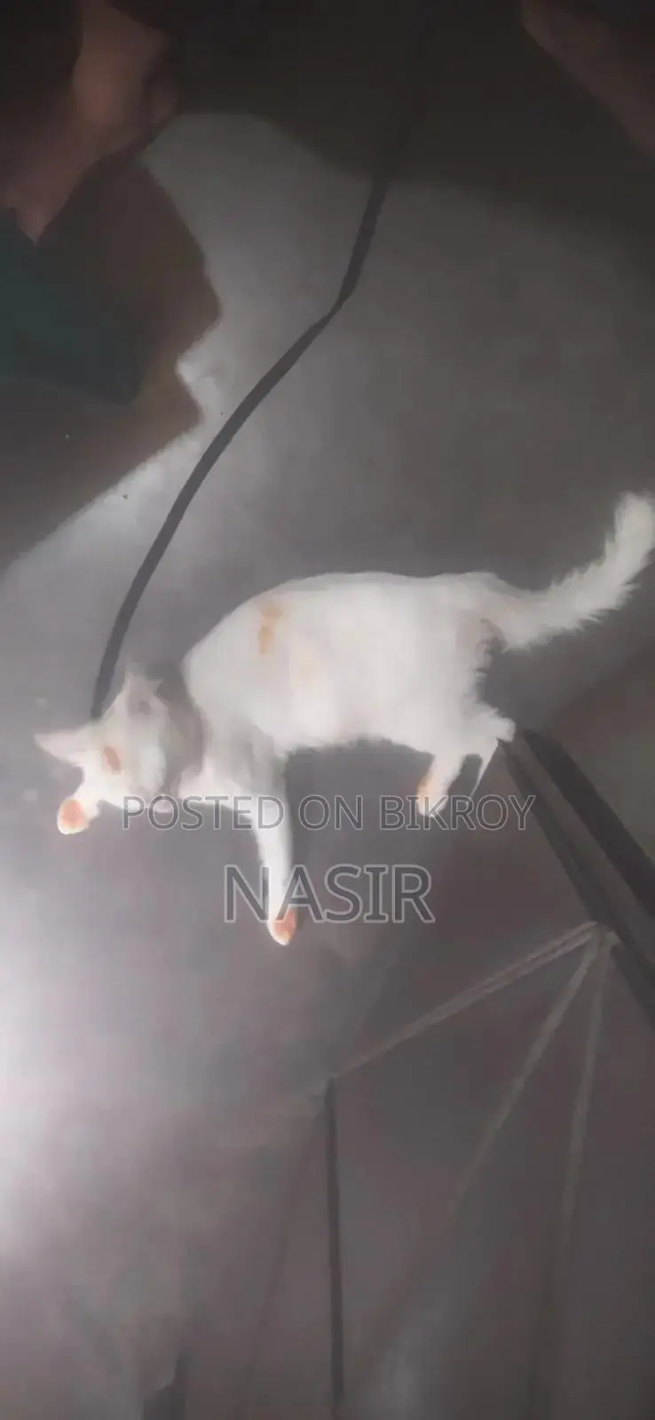 1+ Year Male Mixed Breed Exotic