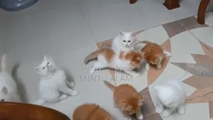 1-3 Months Female Purebred Persian