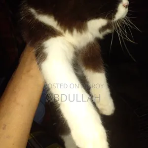 6-12 Months Male Purebred Persian
