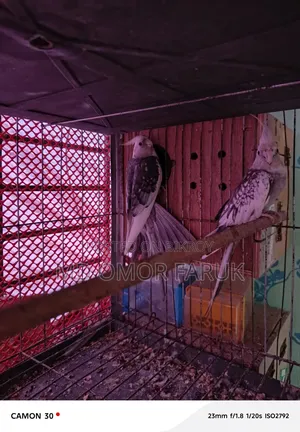 ১জোড়া এলবিনো পাইড ককাটেল পাখি বিক্রি হবে!