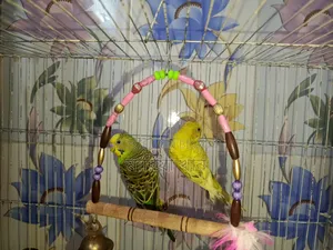 Budgerigar Bird