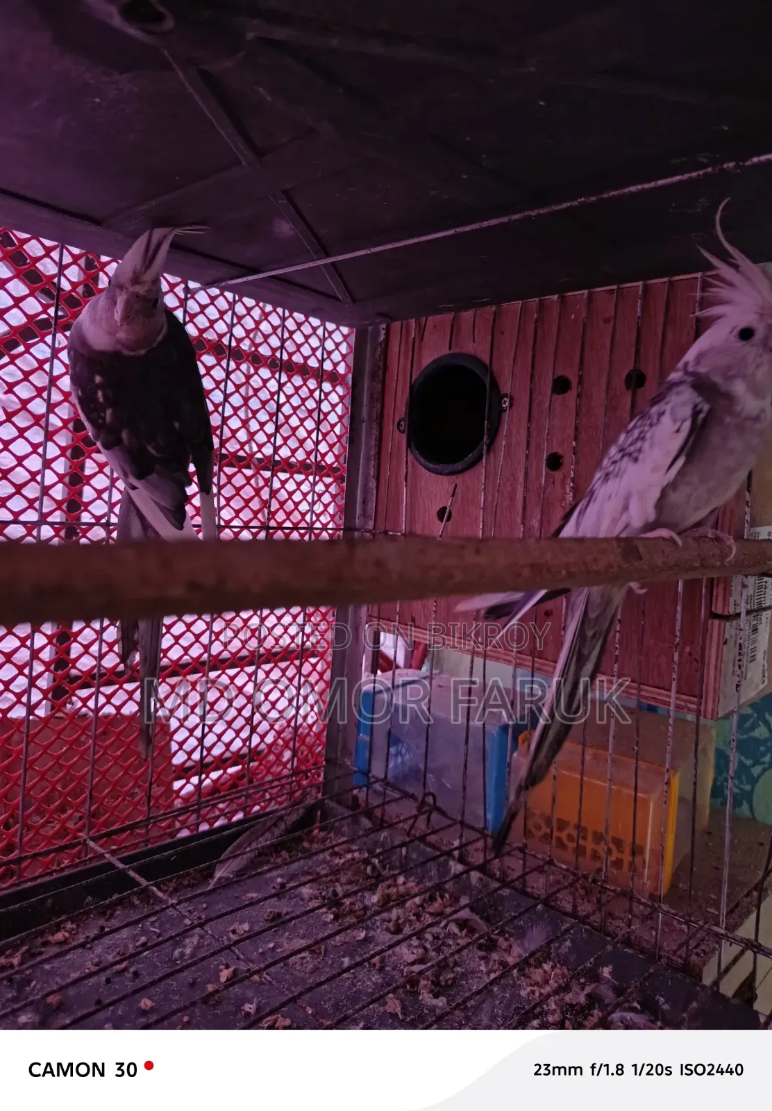 ১জোড়া এলবিনো পাইড ককাটেল পাখি বিক্রি হবে!