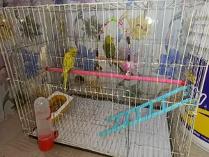 Budgerigar Bird