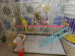 Budgerigar Bird