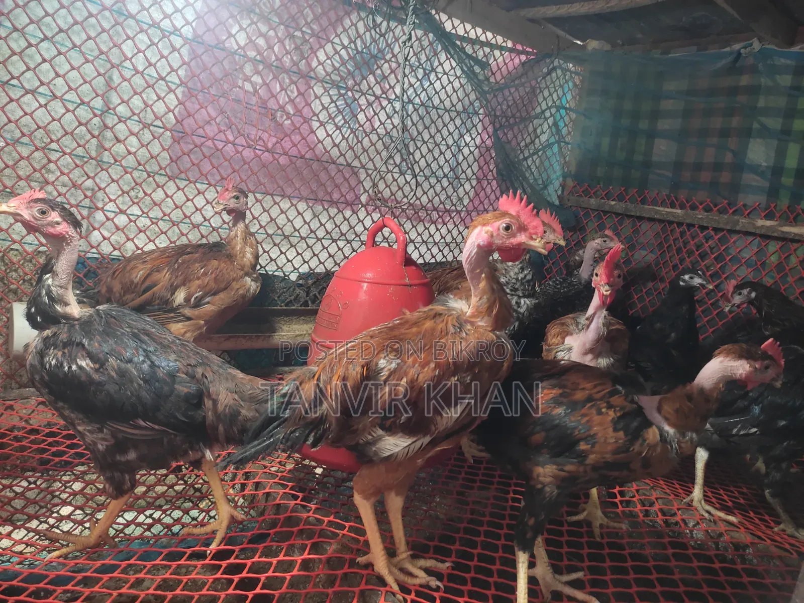 Local Rooster and Hen 12 pieces