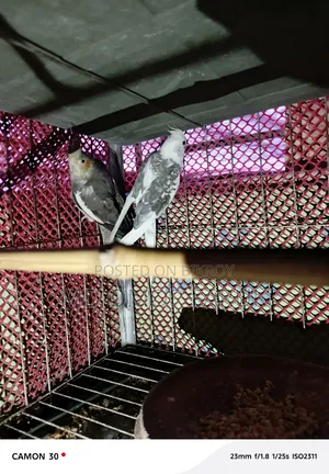 রানিং ডিম বাচ্চা করা ককাটেল পাখি বিক্রি হবে,