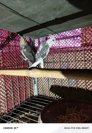 Running Egg-Laying Cockatiel Birds for Sale