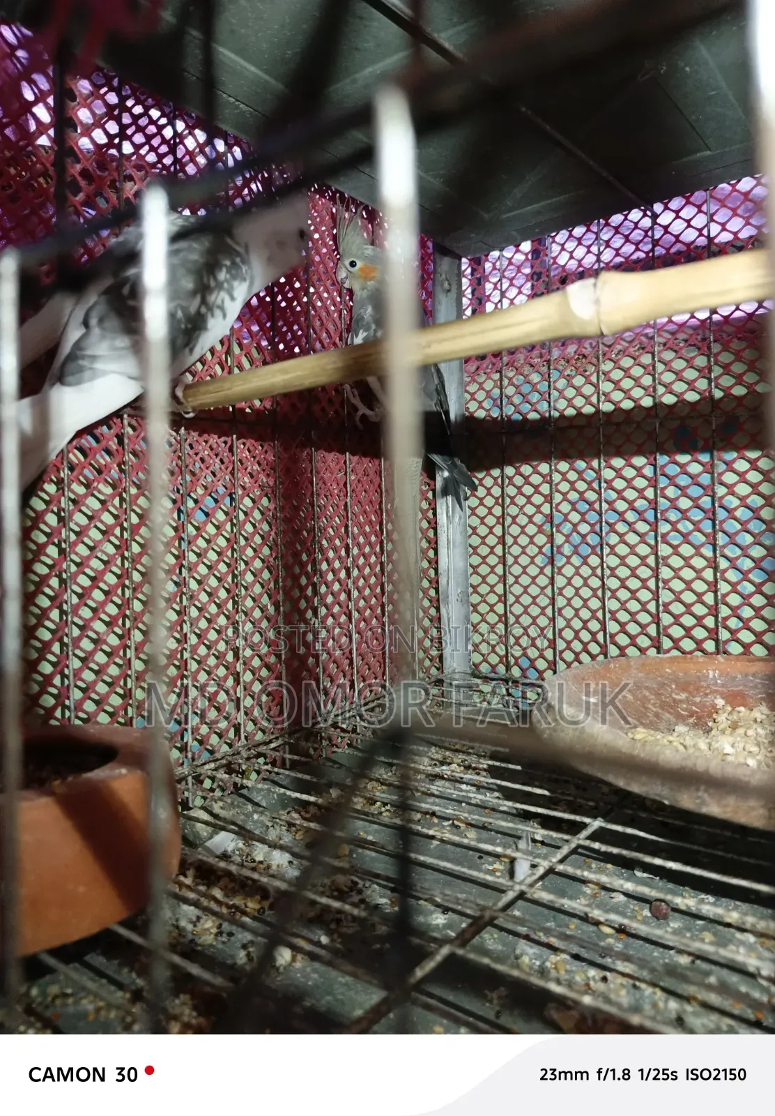 Running Egg-Laying Cockatiel Birds for Sale
