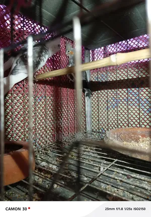 Running Egg-Laying Cockatiel Birds for Sale