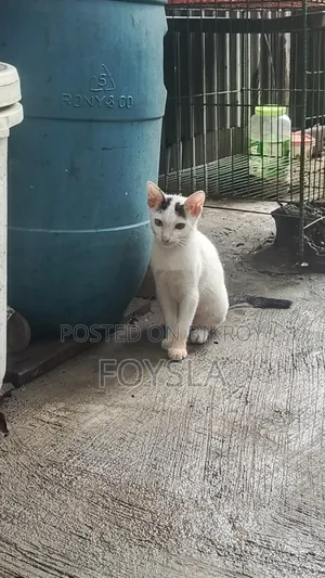 1-3 Months Male Purebred Bengal