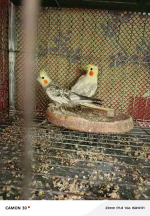 রানিং ১ জোড়া ককাটেল পাখি বিক্রি করা হবে!