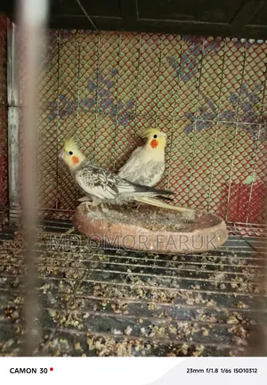 Running 1 pair of Cockatiel birds for sale!