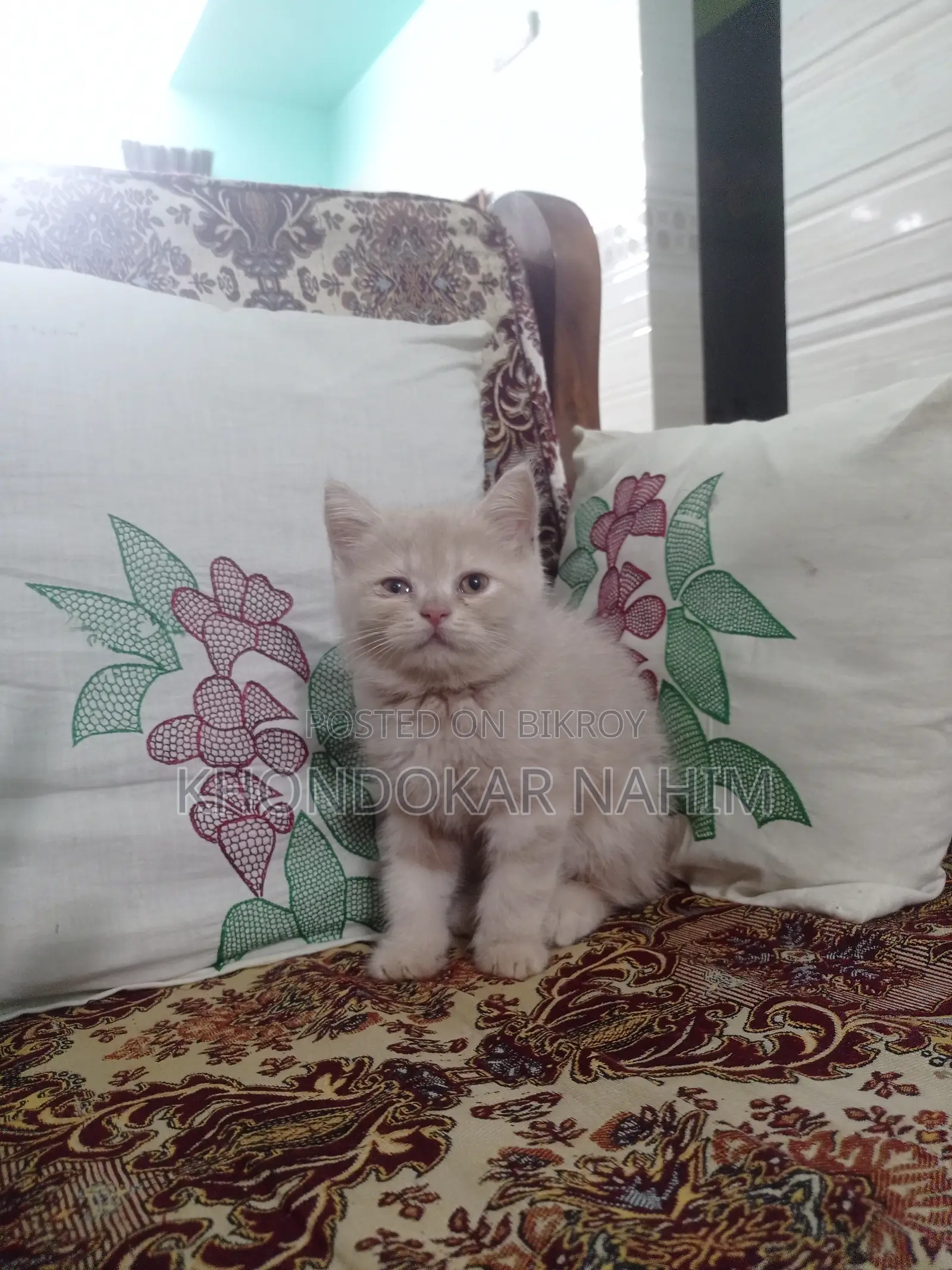 1-3 Months Female Mixed Breed Persian