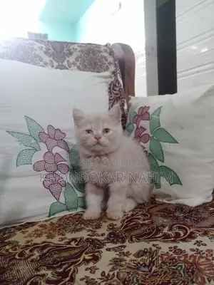 1-3 Months Female Mixed Breed Persian