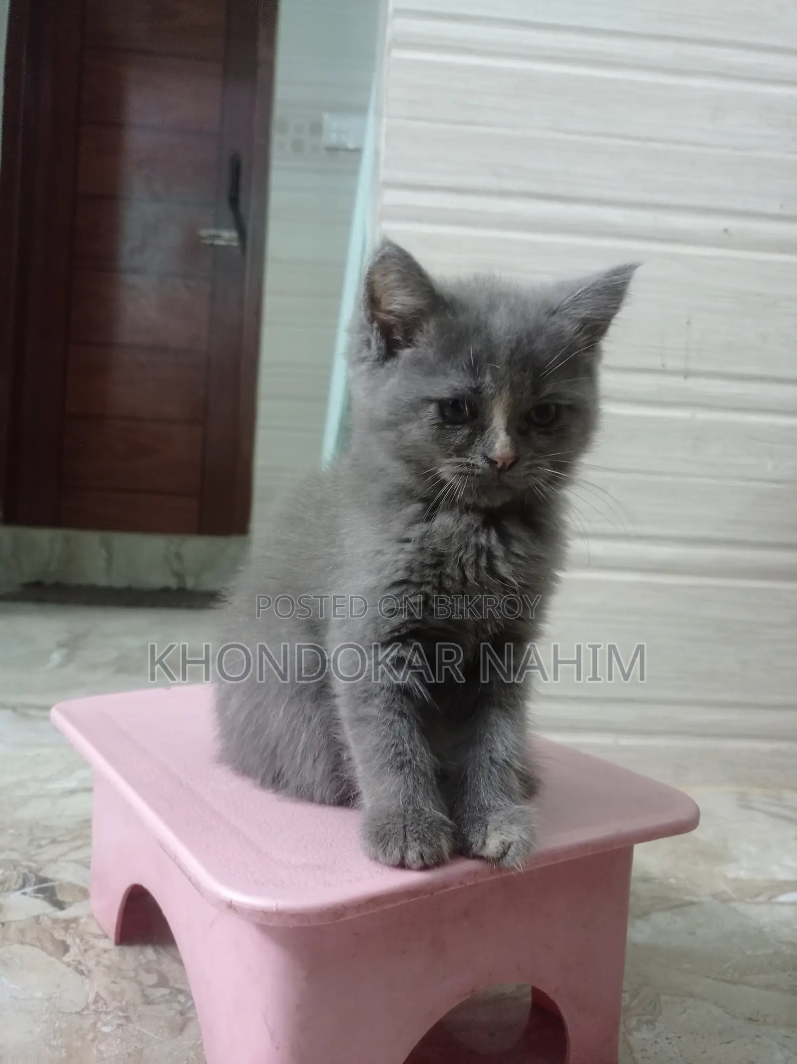 1-3 Months Female Mixed Breed Persian
